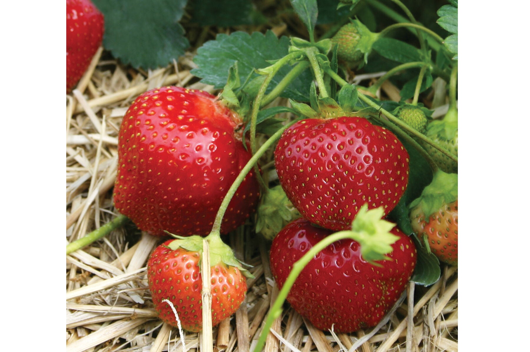 Galletta – Strawberry Seed Plants